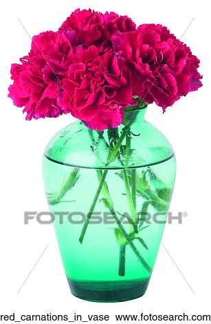 Red carnations in vase View Large Photo Image Stock Image - Red carnations in vase. Fotosearch