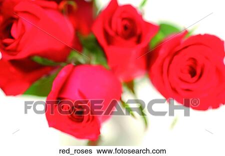 Stock Photograph - Red roses. Fotosearch