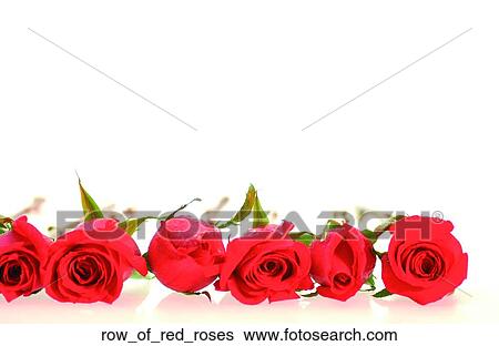 Row of red roses View Large Photo Image Stock Photograph - Row of red roses. Fotosearch