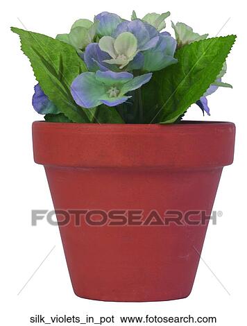 Stock Photograph - Silk violets in pot. Fotosearch