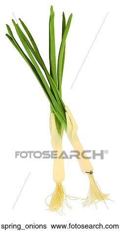 Spring onions View Large Photo Image Stock Photograph - Spring onions. Fotosearch