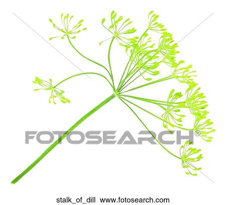 Stalk of dill View Large Photo Image Stock Image - Stalk of dill. Fotosearch