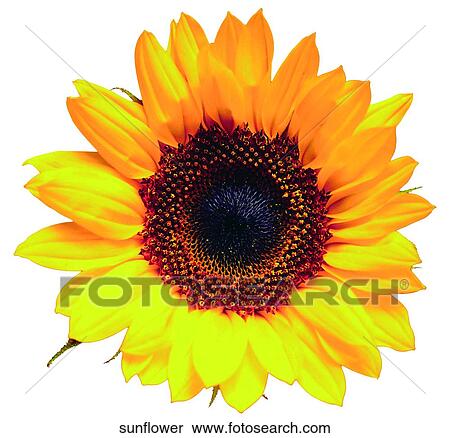 Sunflower View Large Photo Image Stock Photography - Sunflower. Fotosearch
