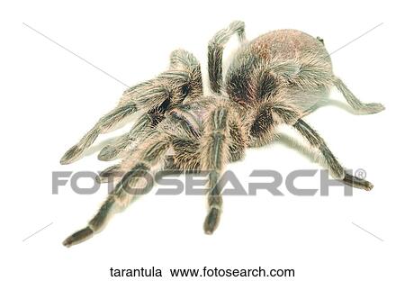 Stock Image - Tarantula. Fotosearch
