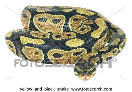 Yellow and black snake View Large Photo Image Stock Image - Yellow and black snake. Fotosearch