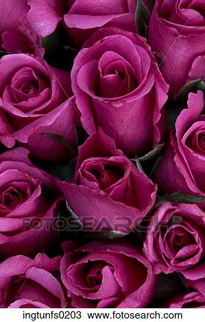 Lavender Roses View Large Photo Image Stock Image - Lavender Roses. Fotosearch