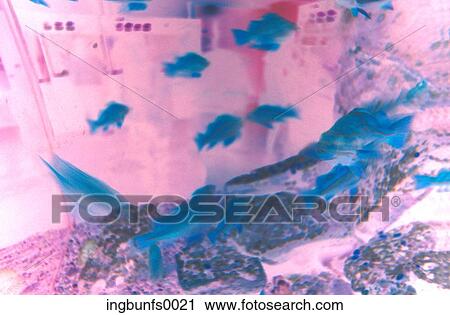 Stock Image - Level. Fotosearch