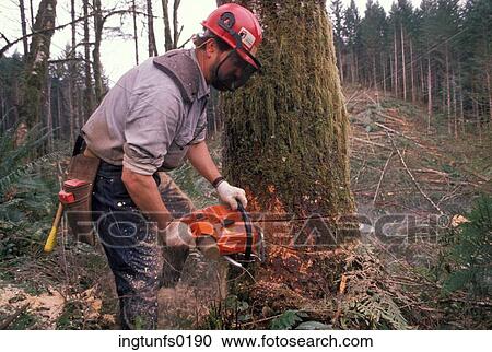 Logging View Large Photo Image Stock Image - Logging. Fotosearch