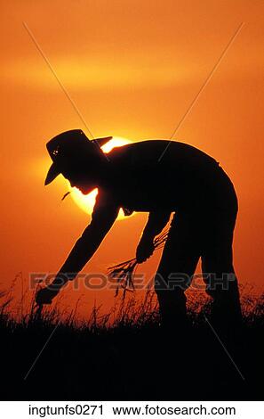 Person Picking Stalks of Wheat View Large Photo Image Stock Image - Person Picking Stalks of Wheat. Fotosearch