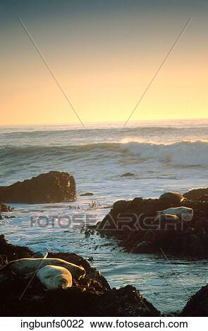 Seals Resting Near Shore at Sundown View Large Photo Image Stock Image - Seals Resting Near Shore at Sundown. Fotosearch