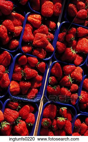 Strawberries in Pints View Large Photo Image Stock Image - Strawberries in Pints. Fotosearch