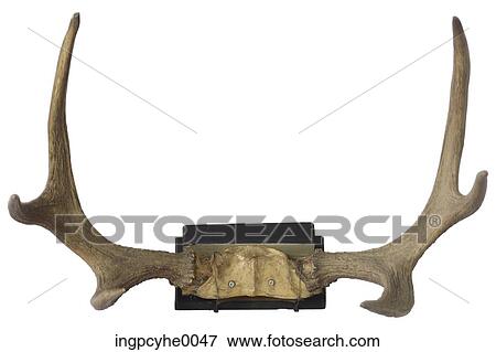 antlers for the mantle View Large Photo Image Stock Photo - antlers for the mantle. Fotosearch