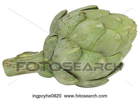 artichoke View Large Photo Image Stock Image - artichoke . Fotosearch