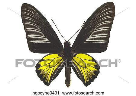 Black and yellow butterfly L5 View Large Photo Image Stock Image - Black and yellow butterfly L5. Fotosearch