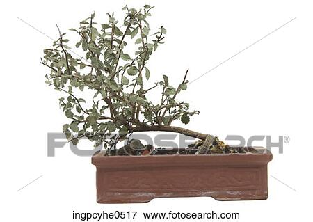 Stock Photo - Bonsai tree in terra cotta planter L . Fotosearch