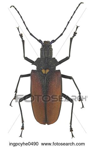 Brown beetle View Large Photo Image Stock Image - Brown beetle . Fotosearch