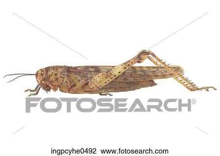 Brown locust View Large Photo Image Stock Image - Brown locust. Fotosearch