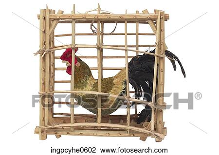 Chicken in cage View Large Photo Image Stock Image - Chicken in cage . Fotosearch