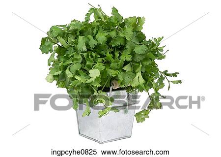 coriander in basket View Large Photo Image Stock Photography - coriander in basket . Fotosearch