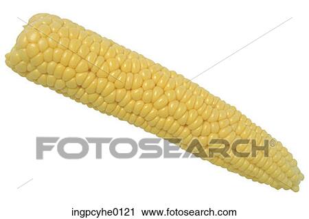corn View Large Photo Image Stock Image - corn . Fotosearch