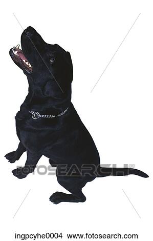 dog View Large Photo Image Picture - dog . Fotosearch