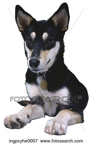 dog View Large Photo Image Stock Photo - dog. Fotosearch