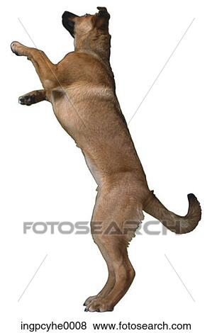 Stock Photo - dog. Fotosearch