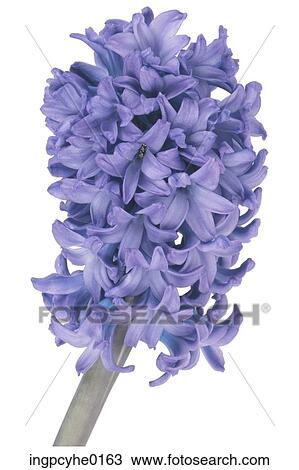 Stock Image - flower 23. Fotosearch