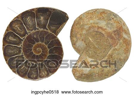 Fossilized Nautilus Shell Stock Photo Ingpcyhe0518 Fotosearch