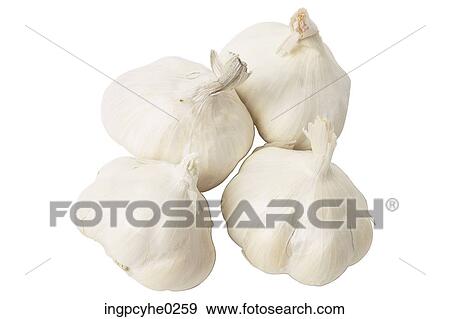 garlic 9 View Large Photo Image Stock Photo - garlic 9. Fotosearch