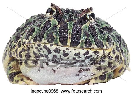 green and yellow toad View Large Photo Image Stock Photo - green and yellow toad . Fotosearch