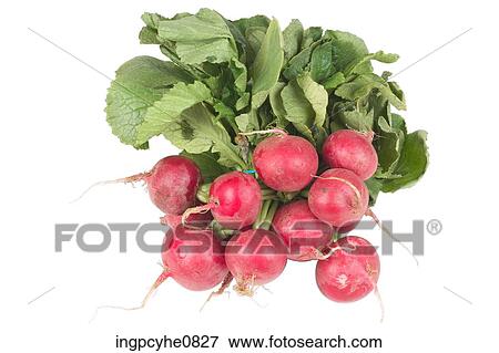 Stock Photo - group of radishes . Fotosearch