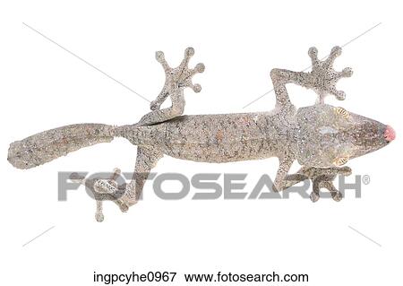 Stock Photo - lizard . Fotosearch