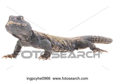 lizard View Large Photo Image Stock Photograph - lizard . Fotosearch