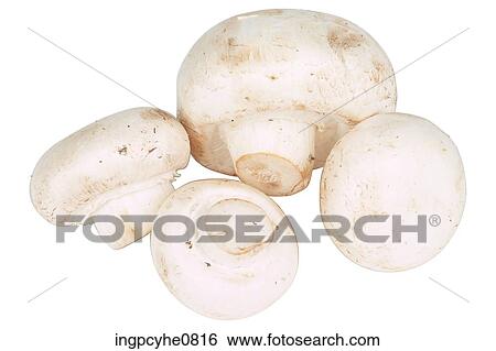Stock Photograph - Mushrooms . Fotosearch