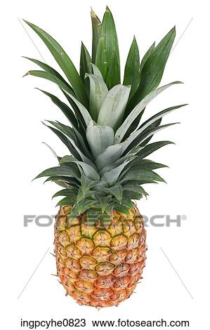 Pineapple View Large Photo Image Stock Image - Pineapple . Fotosearch