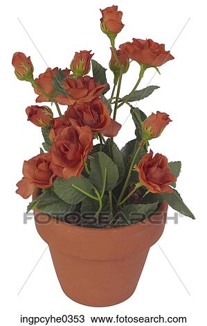 Potted flowers 5k3 View Large Photo Image Stock Image - Potted flowers 5k3. Fotosearch
