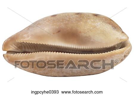 Seashell L1 View Large Photo Image Stock Image - Seashell L1. Fotosearch