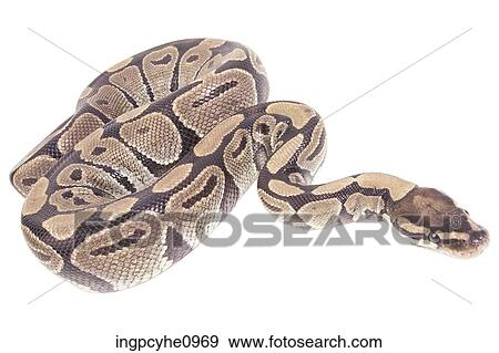 snake View Large Photo Image Stock Photo - snake . Fotosearch