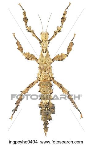 Picture - Spiky stick insect. Fotosearch