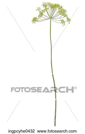Stalk of dill View Large Photo Image Stock Image - Stalk of dill . Fotosearch