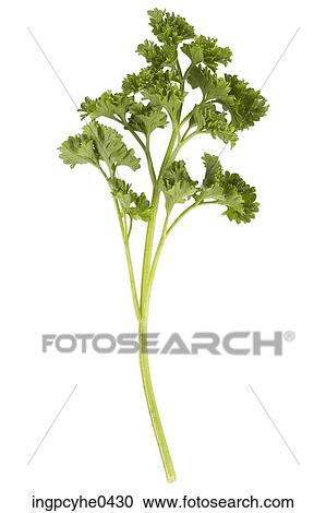 Stalk of parsley View Large Photo Image Stock Image - Stalk of parsley . Fotosearch