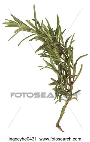 Stock Image - Stalk of rosemary . Fotosearch