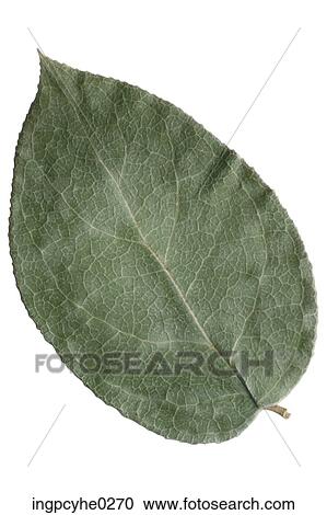 Stock Image - three leaves . Fotosearch