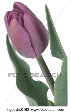 Stock Image - tulip 26. Fotosearch