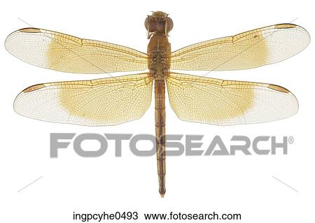Yellow and brown dragonfly View Large Photo Image Stock Image - Yellow and brown dragonfly. Fotosearch