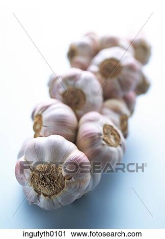 French Garlic Plait View Large Photo Image Stock Image - French Garlic Plait. Fotosearch
