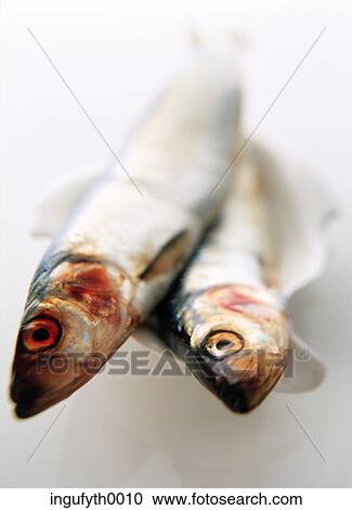 Herrings View Large Photo Image Stock Image - Herrings. Fotosearch