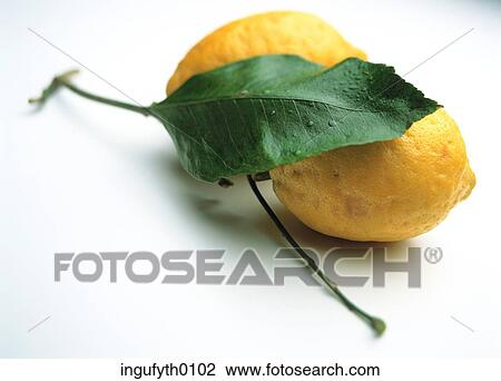 Organic Amalfi Lemon View Large Photo Image Stock Image - Organic Amalfi Lemon. Fotosearch