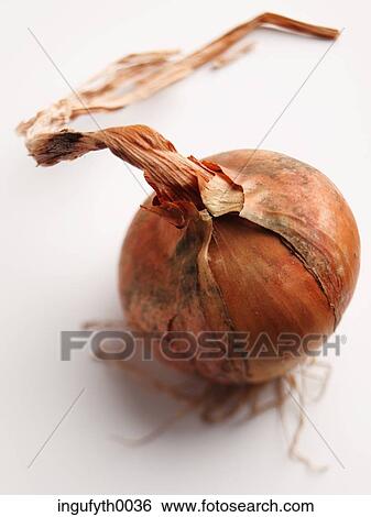 Stock Photograph - Organic Onions. Fotosearch